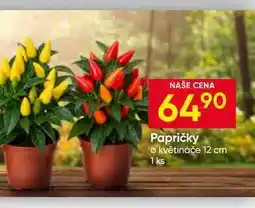 Hruška Papričky květináče 12 cm 1 ks nabídka