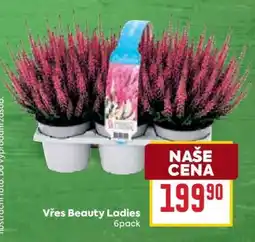 Billa Vřes Beauty Ladies nabídka