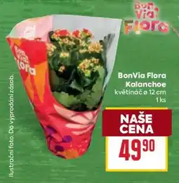 Billa BonVia Flora Kalanchoe nabídka