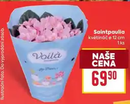 Billa SAINTPAULIA nabídka