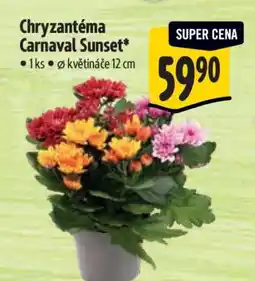 Albert Chryzantéma Carnaval Sunset nabídka