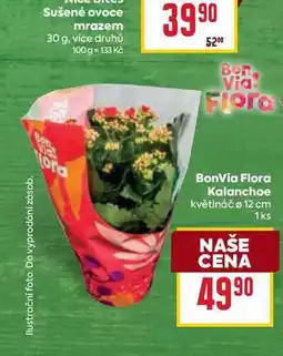 Billa BonVia Flora Kalanchoe květináč 12 cm nabídka