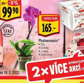 Albert Orchidea - phalaenopsis nabídka