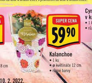 Albert Kalanchoe nabídka