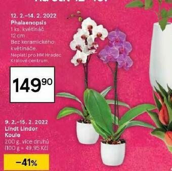 Tesco Orchidea - phalaenopsis nabídka