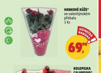 Penny Market Hrnkové růže nabídka