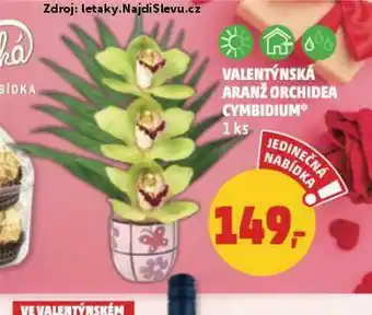 Penny Market Valentýnská aranž orchidea nabídka