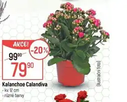 Globus Kalanchoe Calandiva nabídka