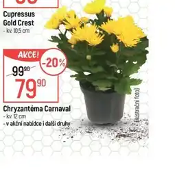 Globus Chryzantéma Carnaval nabídka