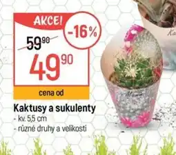 Globus Kaktusy a sukulenty nabídka
