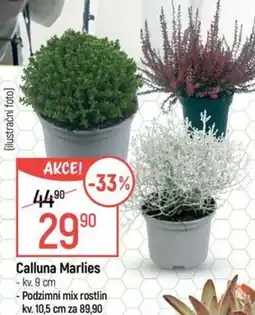 Globus Calluna Marlies nabídka
