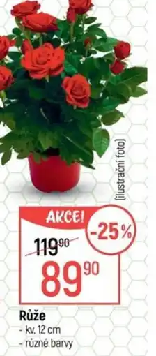 Globus Růže nabídka