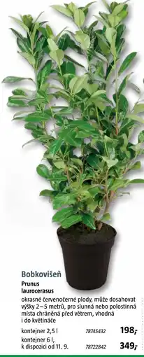 Bauhaus Bobkovišen Prunus laurocerasus nabídka