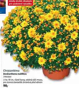 Bauhaus Chryzantéma Dendranthema multiflora nabídka