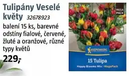 Bauhaus Kiepenkerl Tulipány Veselé květy nabídka