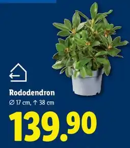 Lidl RODODENDRON nabídka