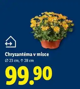 Lidl Chryzantéma v misce nabídka