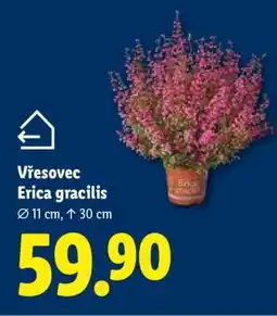 Lidl Vřesovec - Erica gracilis nabídka
