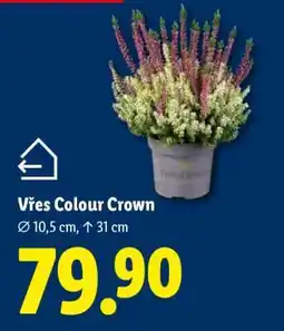 Lidl Vřes Colour Crown nabídka