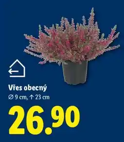 Lidl Vřes obecný nabídka