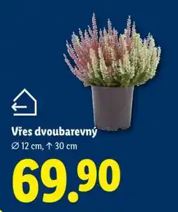 Lidl Vřes dvoubarevný nabídka