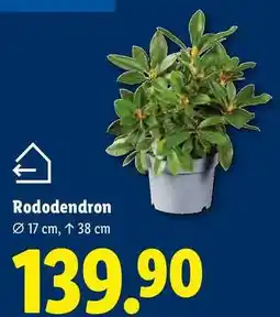 Lidl Rododendron nabídka