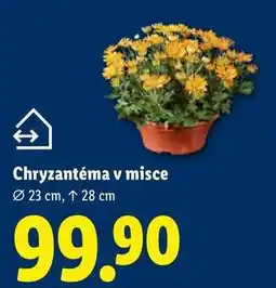 Lidl Chryzantéma v misce nabídka