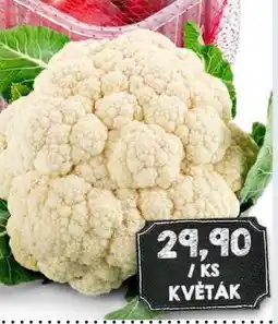 Jip Květák nabídka