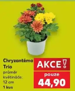Kaufland Chryzantéma Trio nabídka