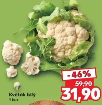 Květák bílý