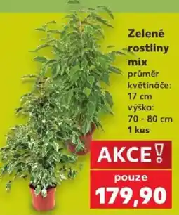 Kaufland Zelené rostliny mix nabídka
