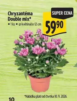 Albert Chryzantéma Double mix, pr. květináče 12 cm nabídka