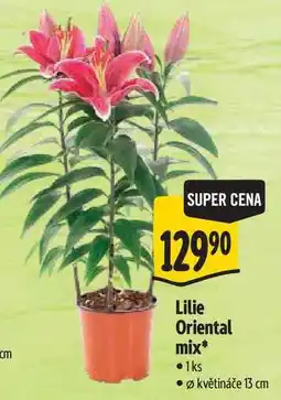 Albert Lilie Oriental mix, pr. květináče 13 cm nabídka