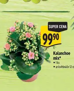 Albert Kalanchoe mix, pr. květináče 12 cm nabídka