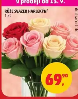 Penny Market Růže svazek harlekýn nabídka