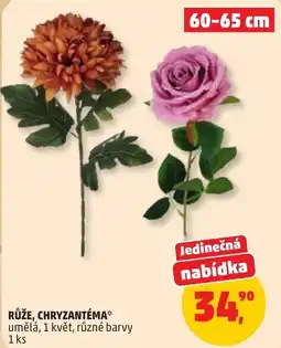 Penny Market Růže, chryzantéma* nabídka