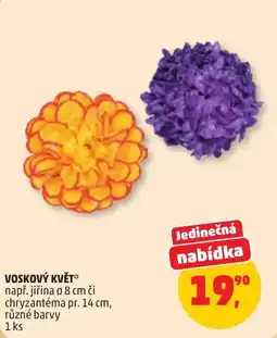 Penny Market Voskový květ nabídka