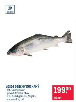 Makro Losos obecný kuchaný nabídka