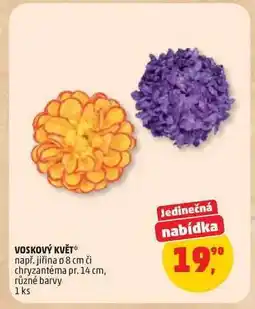Penny Market VOSKOVÝ KVĚT nabídka