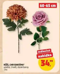 Penny Market Růže, chryzantéma nabídka