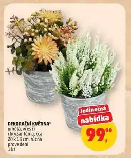 Penny Market Dekorační květina nabídka
