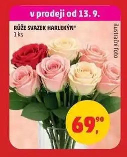 Penny Market Růže svazek Harlekýn nabídka