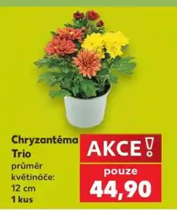Kaufland Chryzantéma „Trio“ nabídka