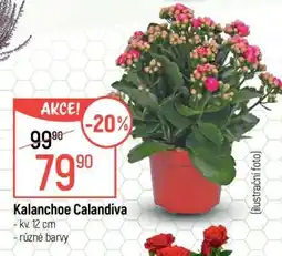 Globus Kalanchoe Calandiva nabídka