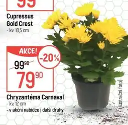 Globus Chryzantéma Carnaval nabídka