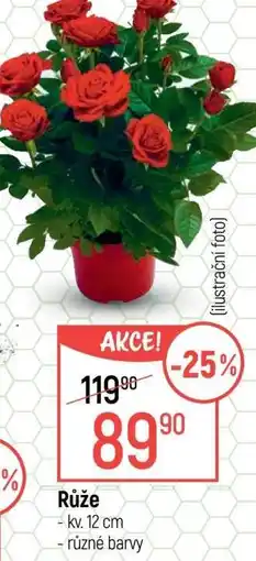 Globus Růže nabídka