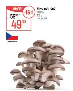 Globus Hlíva ústřičná nabídka