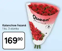 Tesco Queen Kalanchoe řezaná nabídka