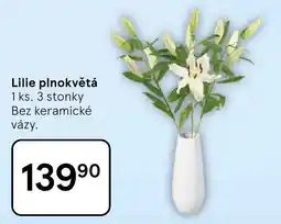 Tesco Lilie plnokvětá nabídka