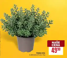 Billa Hebe mix nabídka